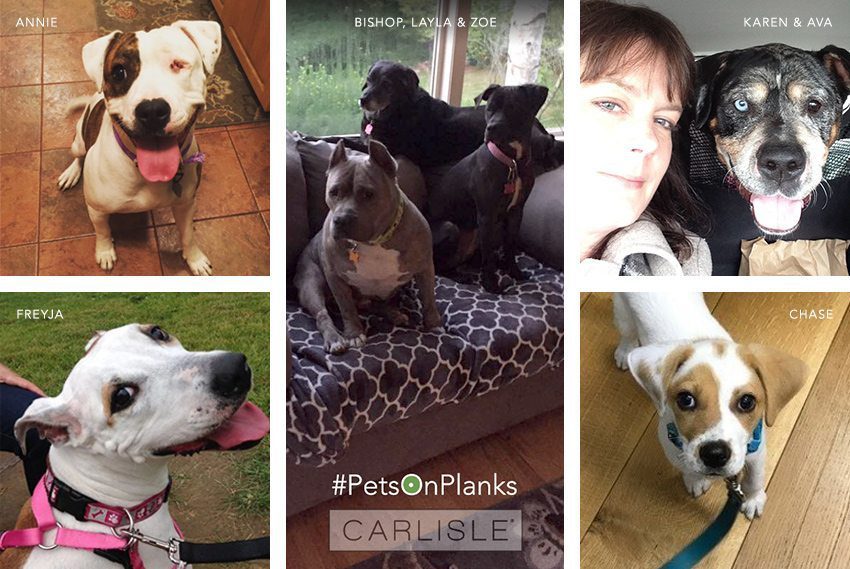 PetsOnPlanks Why Carlisle is Rallying for Rebound Hounds